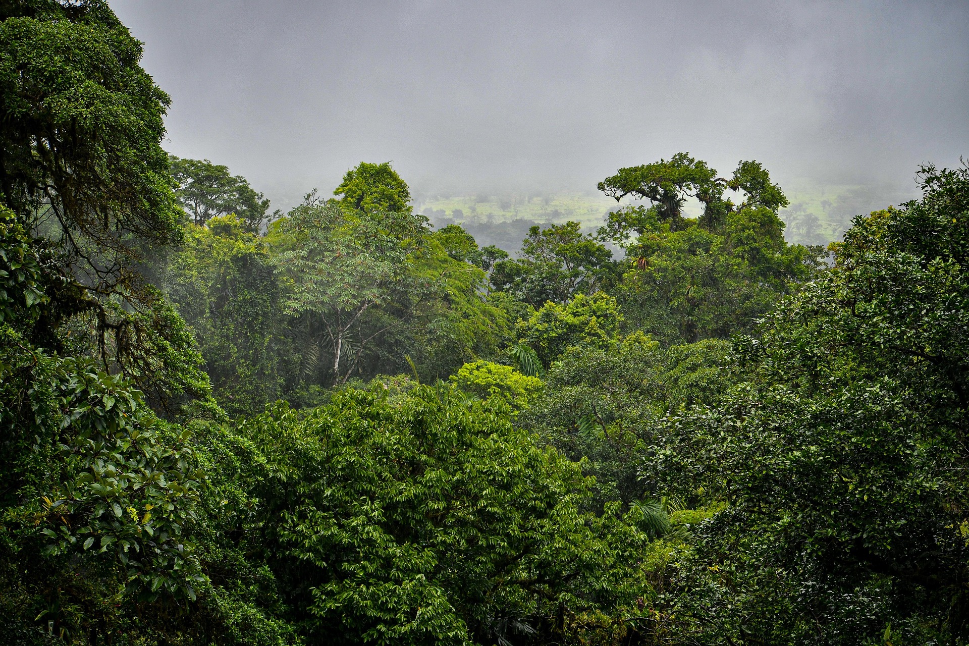 Regenwald